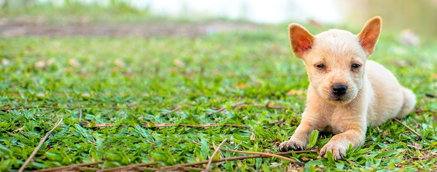 Pitch Perfect Inspired Dog Names Popular Male and Female Names Wag!